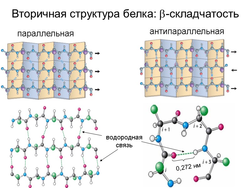 Вторичная структура белка: -складчатость параллельная антипараллельная водородная связь